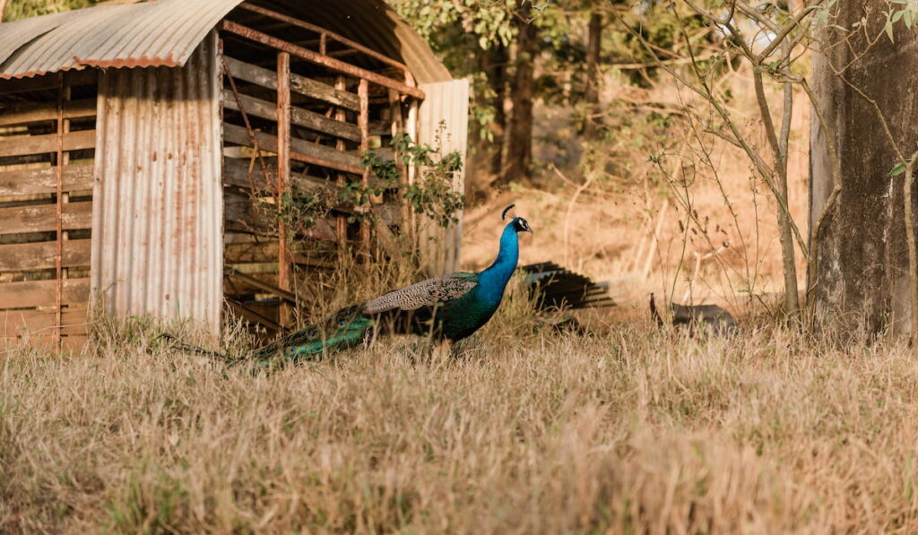 Peacock on the farm