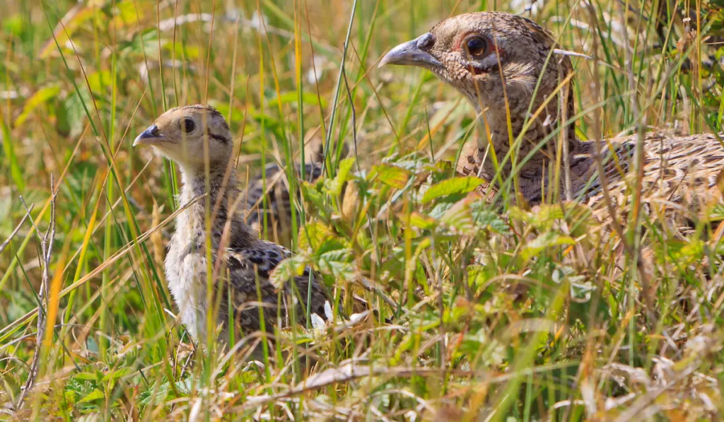 Pheasant female bird with juvenile hiding in the bushes