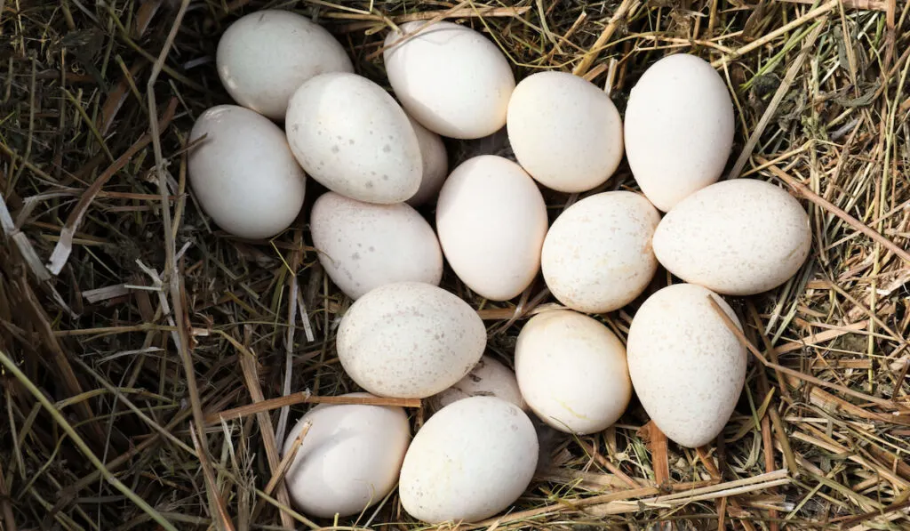 Pile of turkey eggs in nest