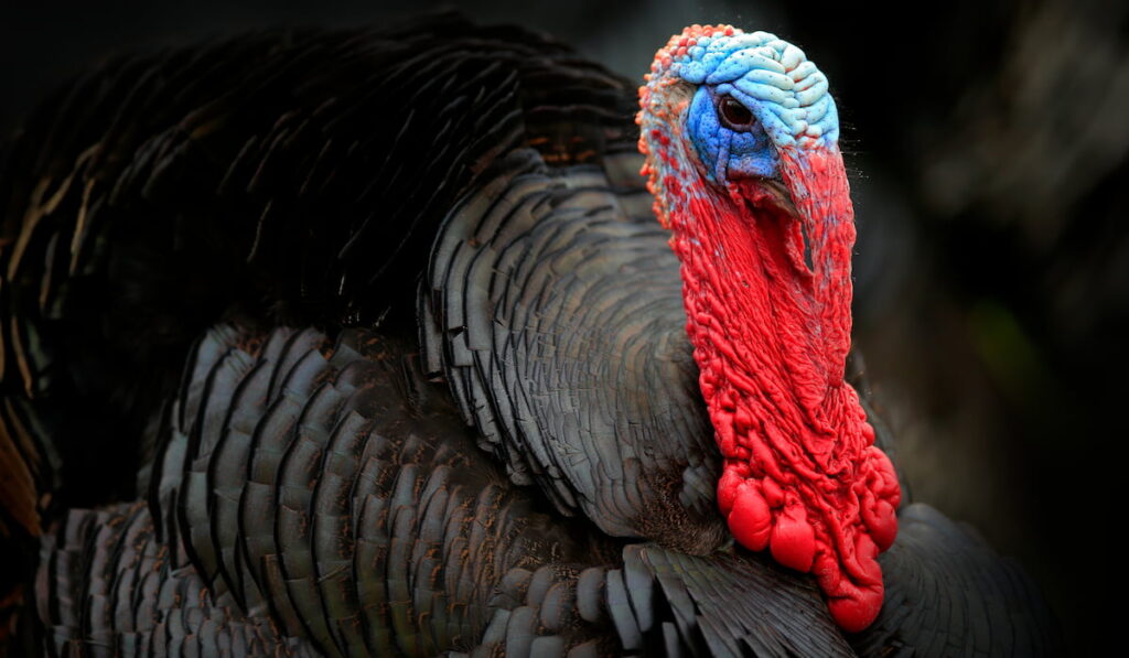 Portrait of Wild Turkey, Meleagris gallopavo, with blue and red head