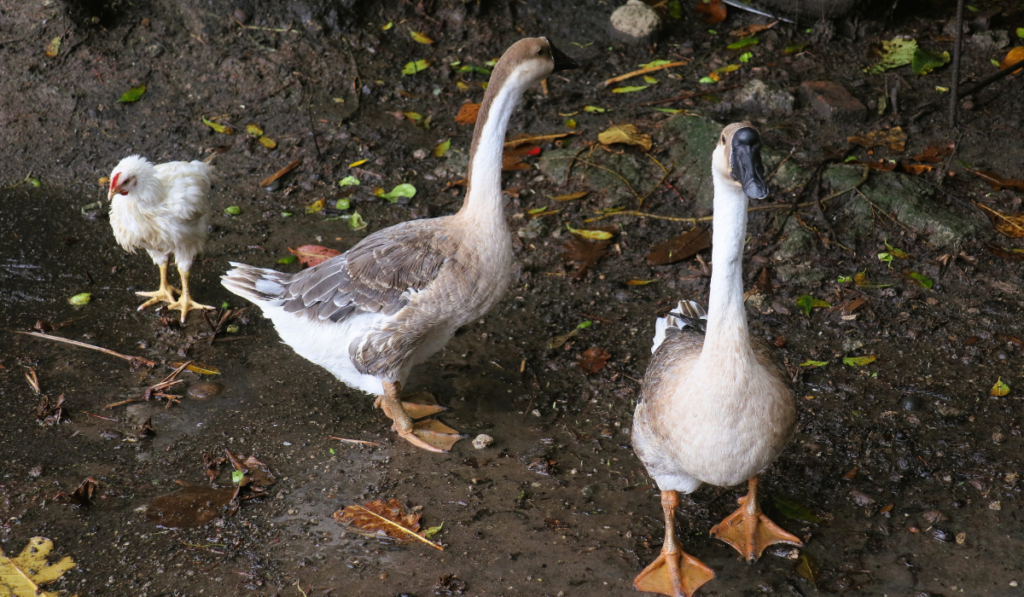 chicken and goose in the farm