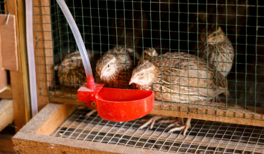 Quails drinking water in their cage