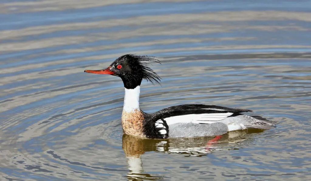 Red breasted Merganser swimming on a lake