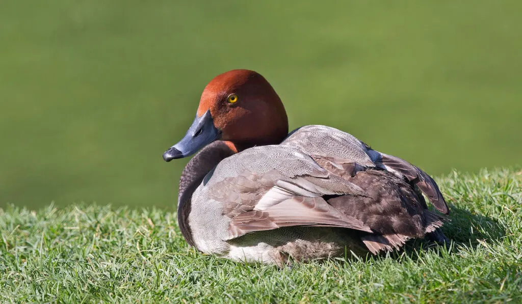 Redhead duck resting on grass near pond