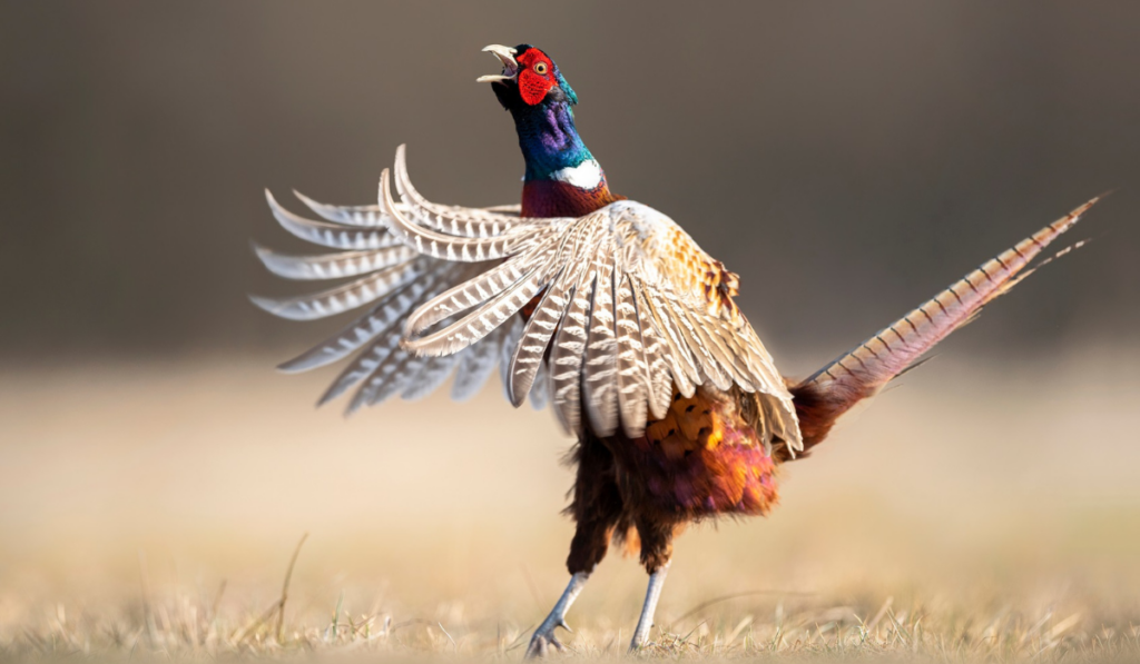 pheasant showing its wings