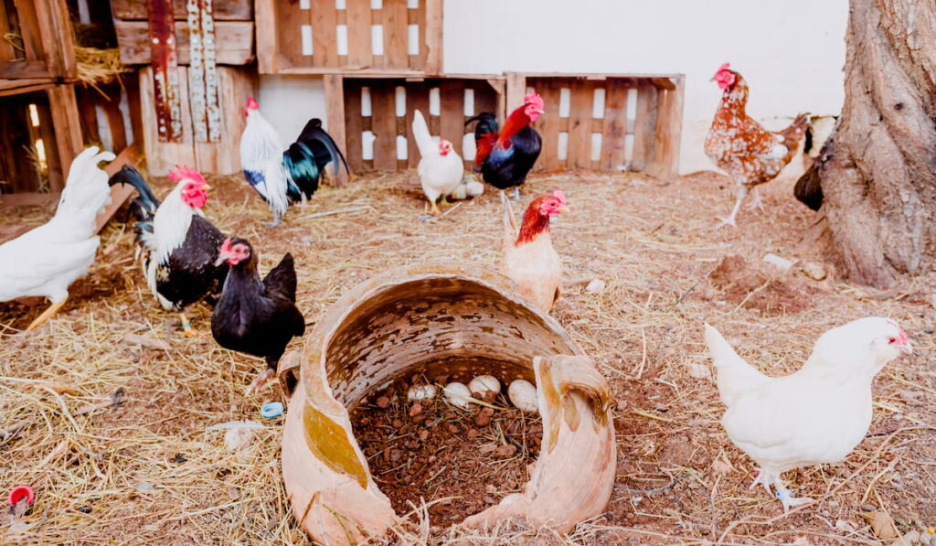 Roosters and chickens on the floor of a chicken coop in a farm with straw soil.