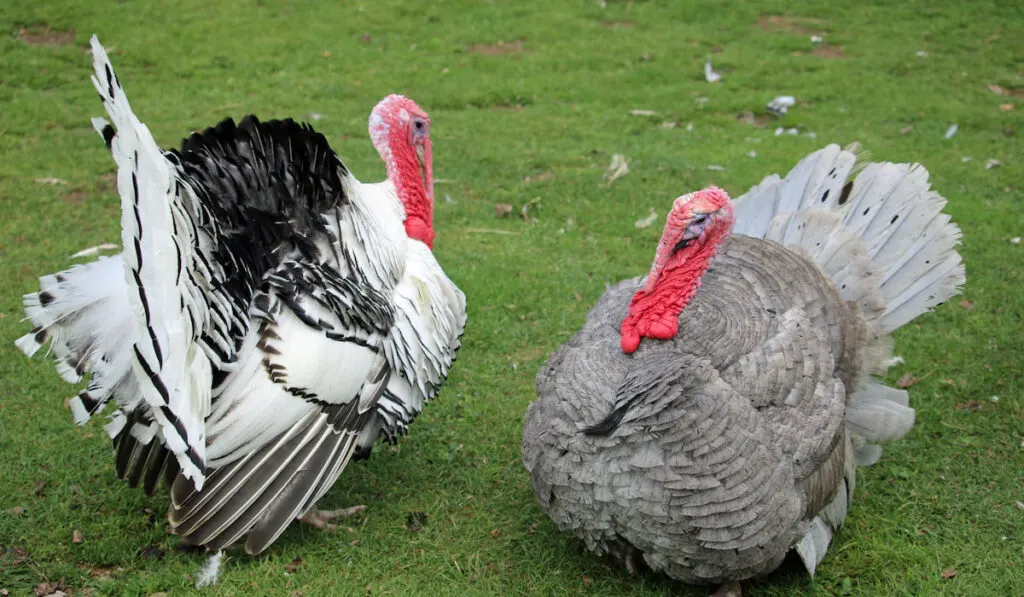 Royal palm and slate breed turkey 