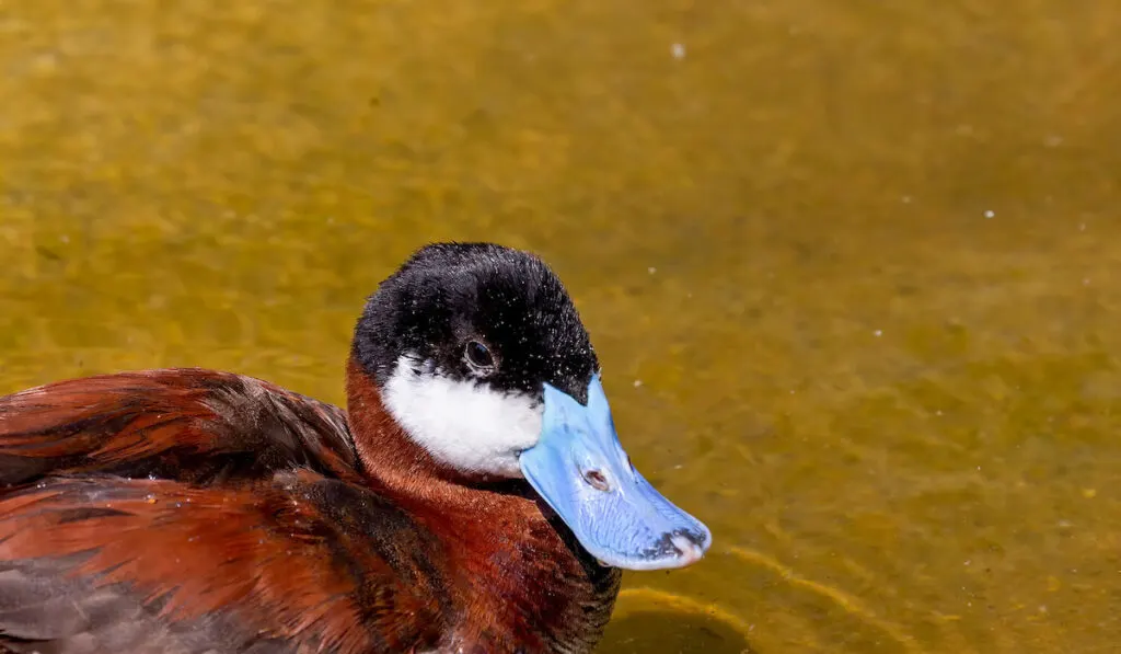 Ruddy Duck resting on a pond