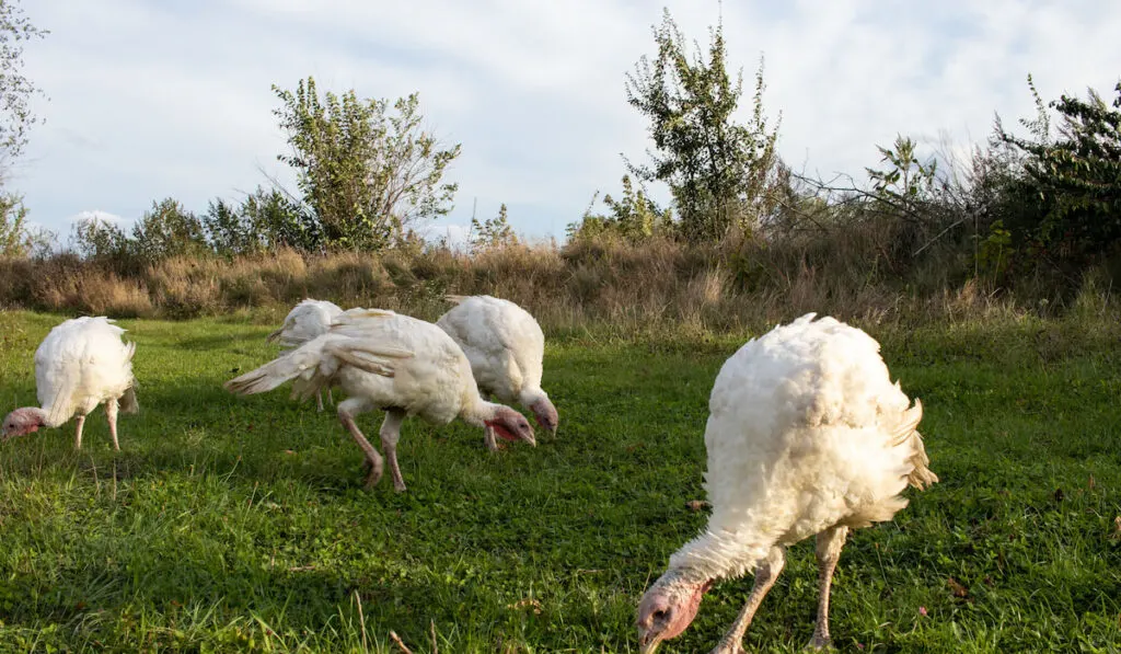 Rural countryside landscape broad breasted white domestic turkey graze on green grass in the meadow