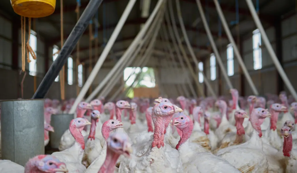 Shot of a flock of turkeys together in a barn on the farm