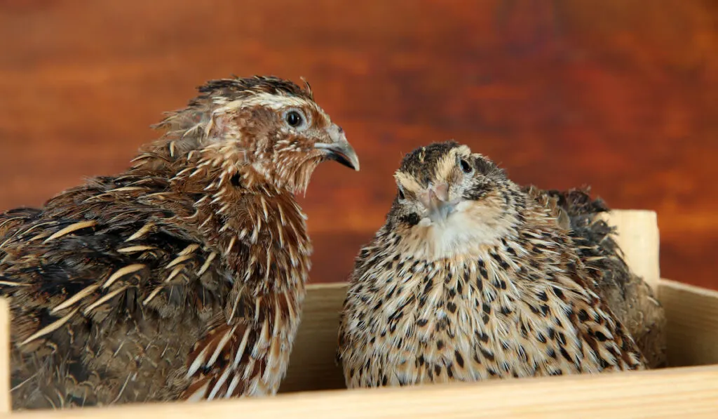 Young quails in wooden box on straw on wooden background