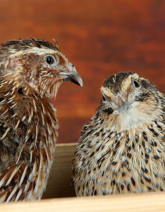 two young quails in a wooden box