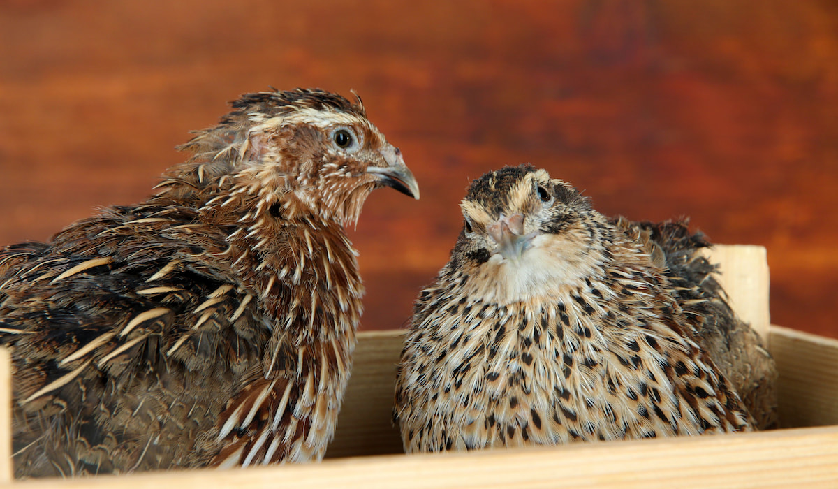 Quail Breeds - The Hip Chick