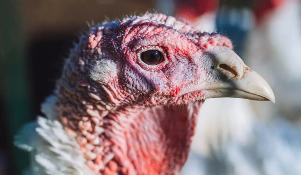 Side view head shot of a domesticated white broad breasted turkey