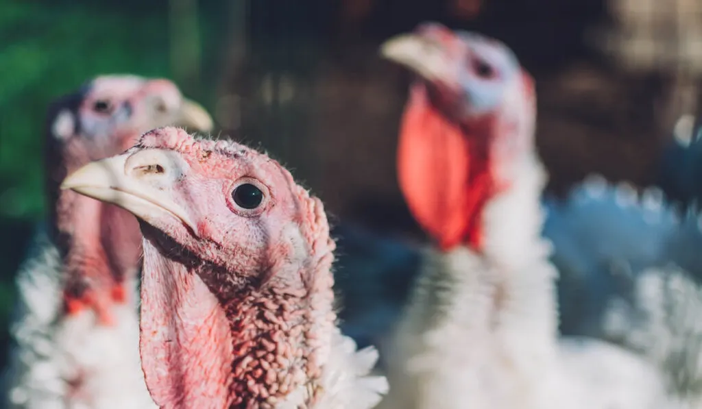 Side view head shot of domesticated white broad breasted turkey