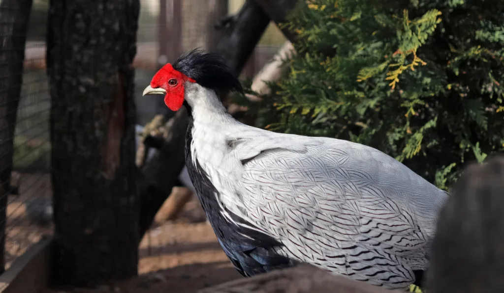 Silver pheasant inside the cage