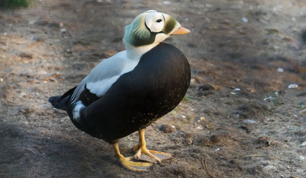 Somateria Fischeri ( Spectacled Eider ) duck