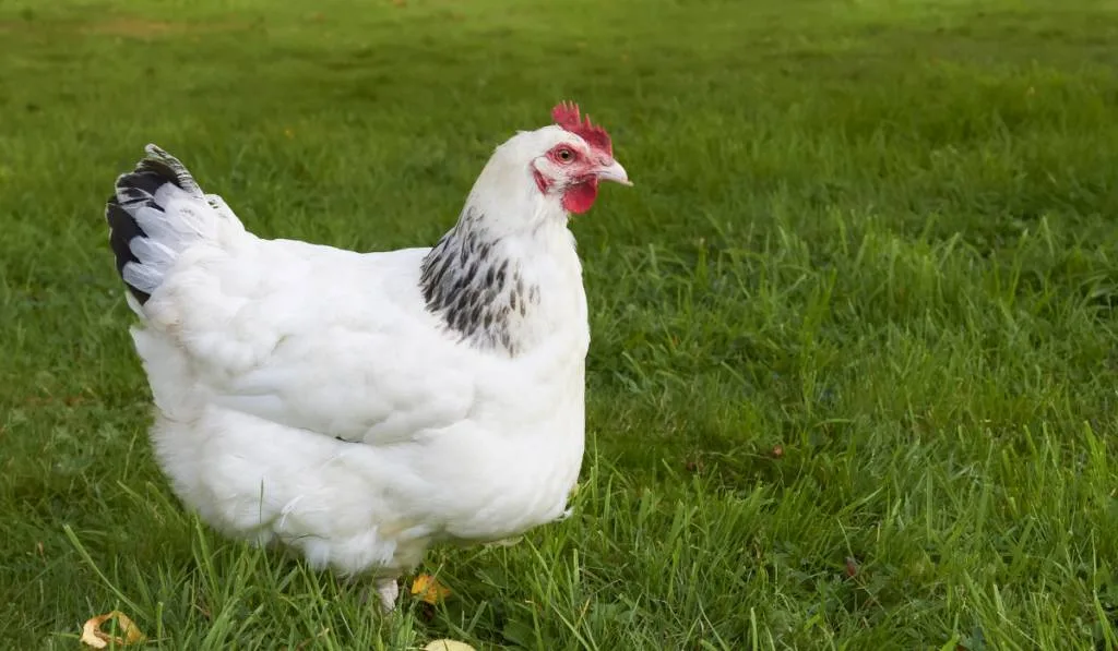 White Sussex chicken in grass field. 