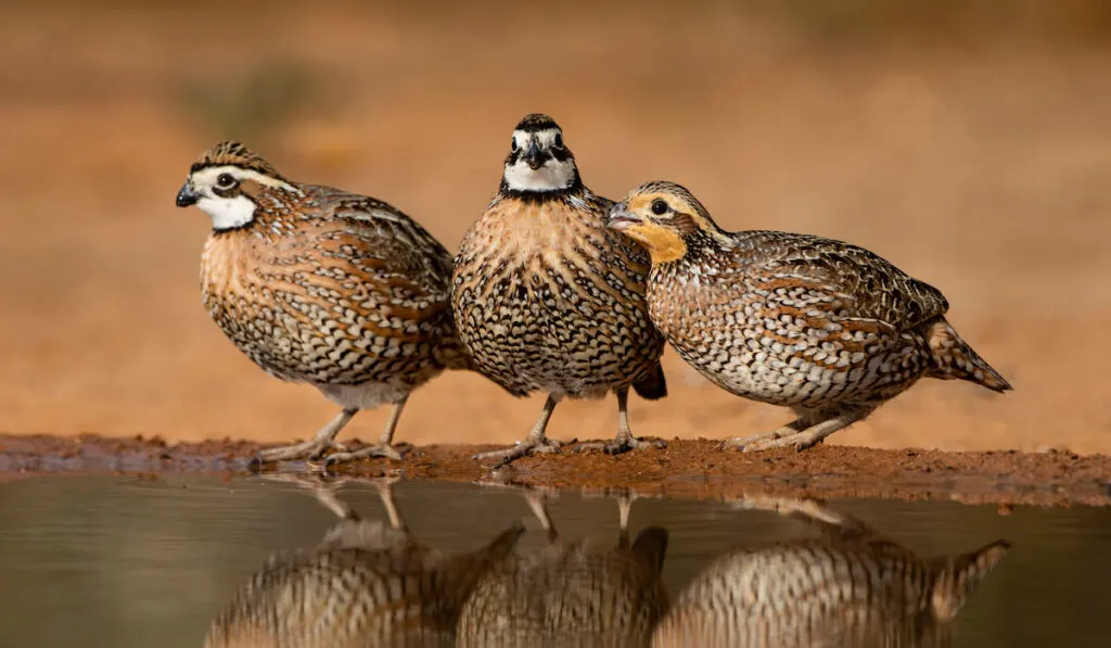 Three Northern bobwhite quails