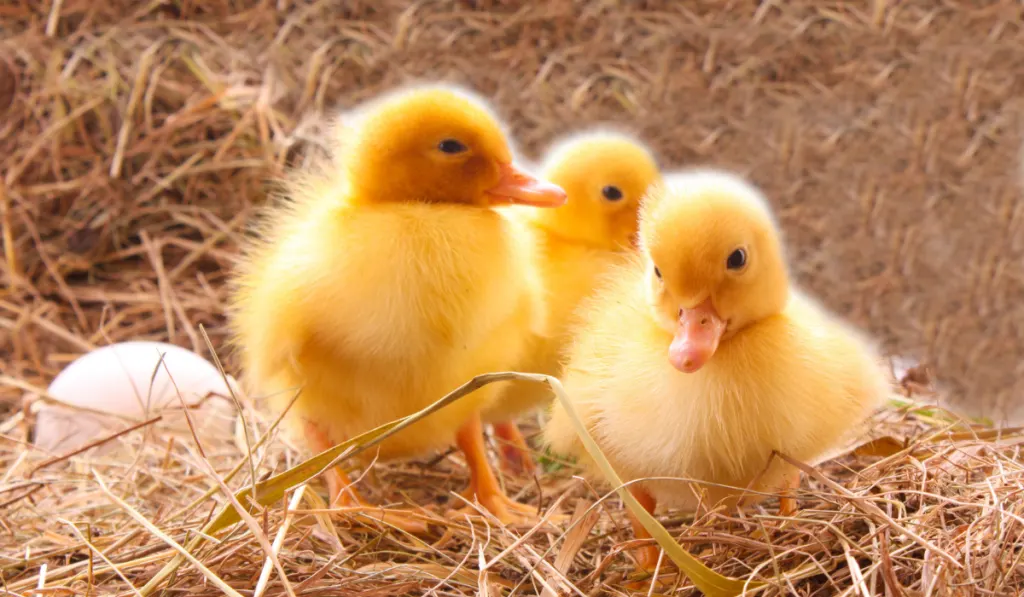 Three duckling guarding eggs
