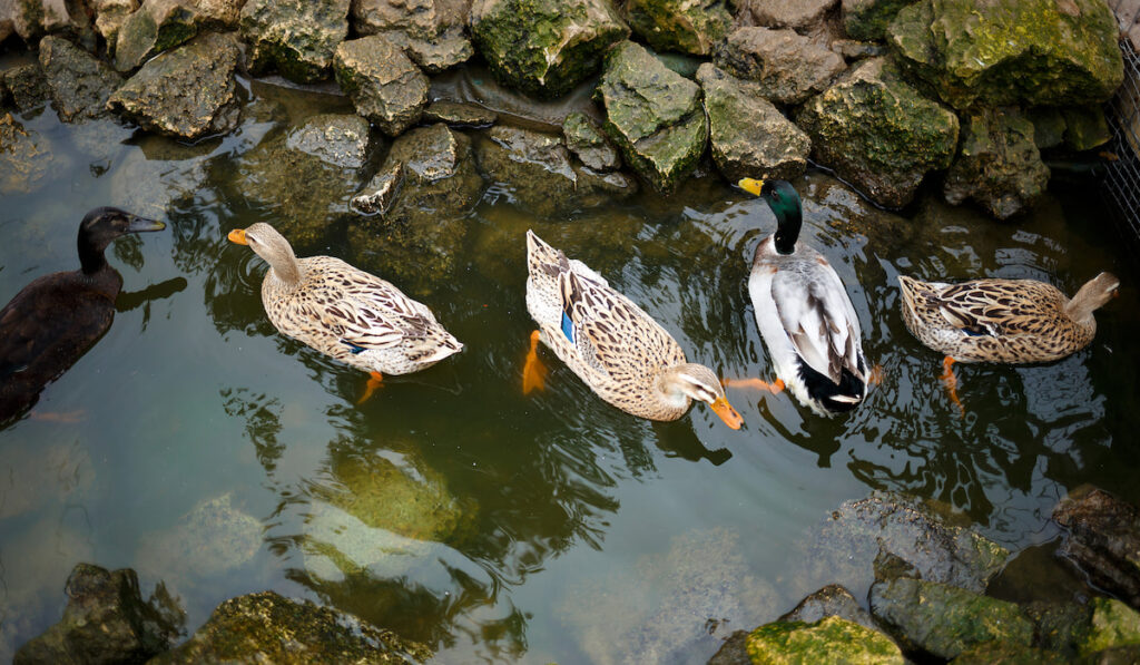 Three ducks swim in a pond in the park