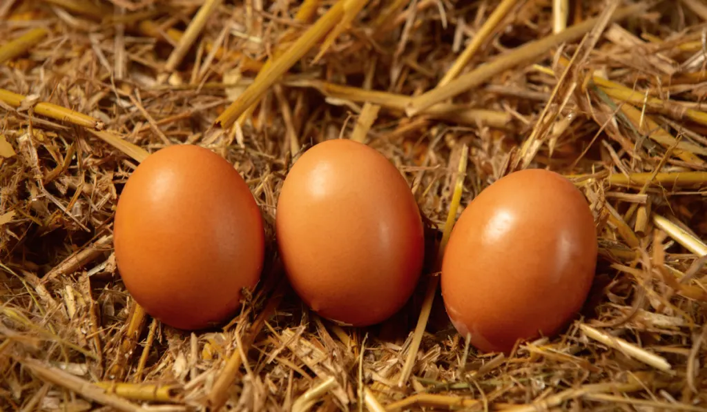 Three village eggs on straw. Side view