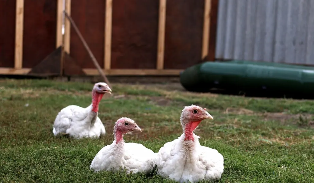 Three young turkeys sitting on the lawn 