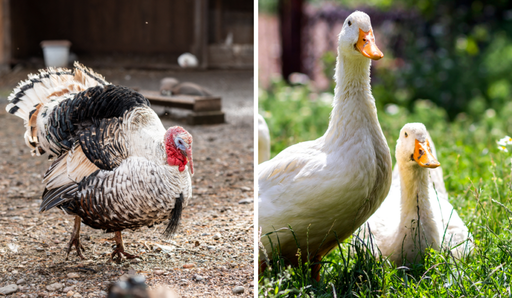 Turkey and ducks in the farm 