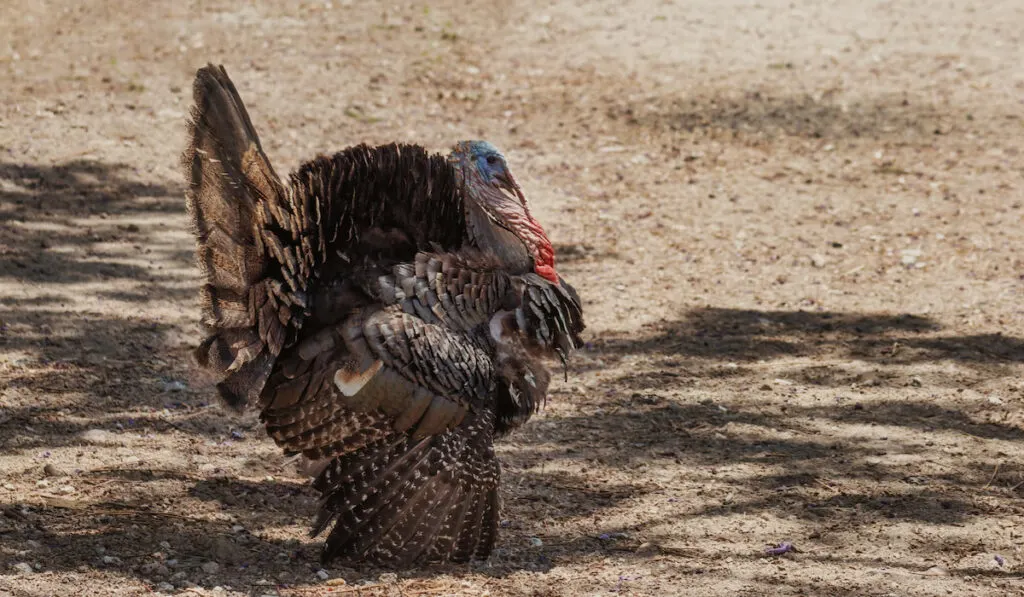 Turkey resting in the shade under a tree 