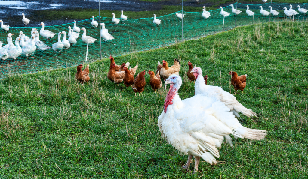 Turkeys, chickens and ducks in a field 