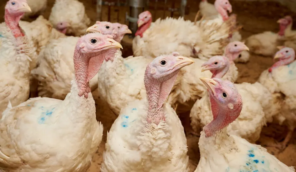 Turkeys in a pen, close-up, raised in captivity.