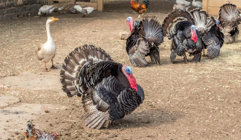 Turkeys in farm yard
