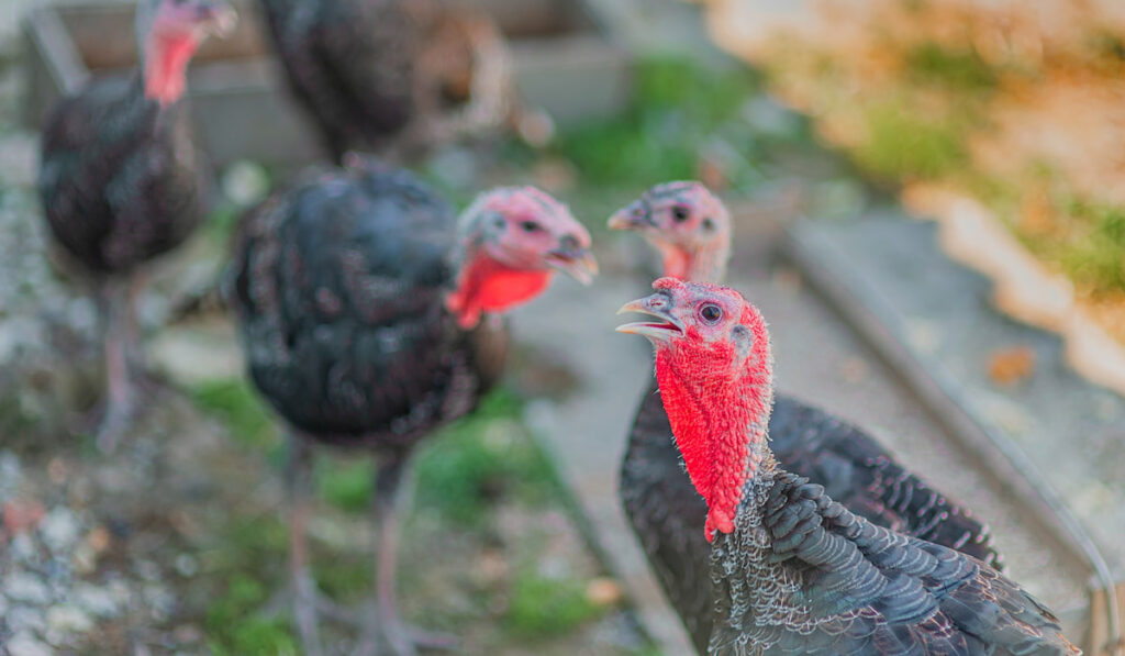 Turkeys on the farm