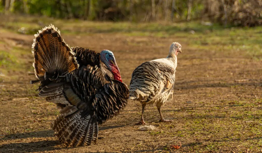 Two bronze turkey on a field 