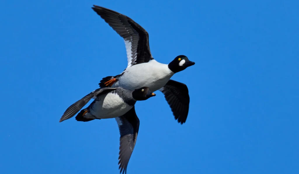 Two common goldeneyes in flight with blue skies background
