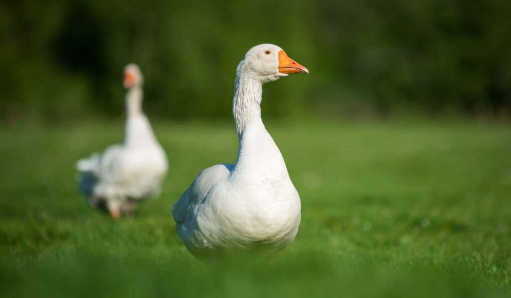 Two white goose on spring green grass