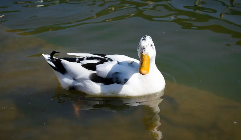 White ancona duck swimming on the lake