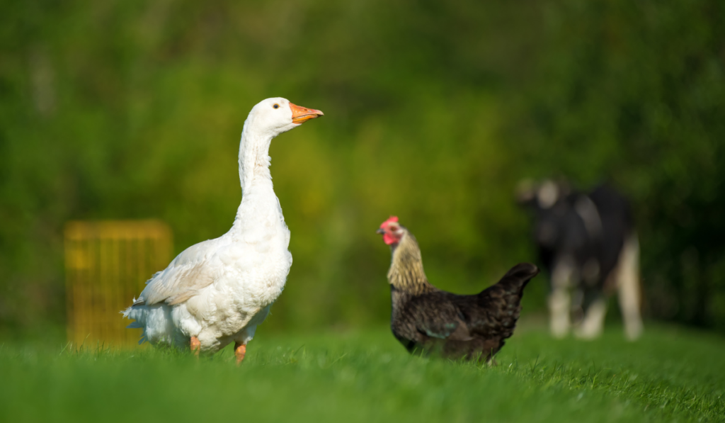 White goose and chicken in the meadow
