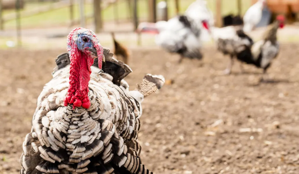 White turkey at the small urban farm