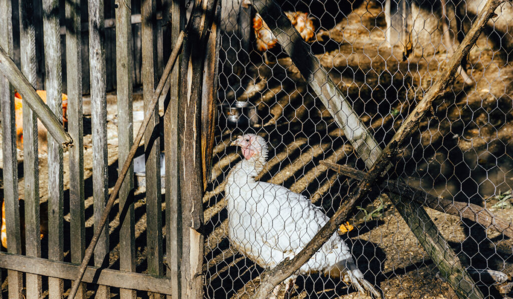 White turkey in coop on a farm