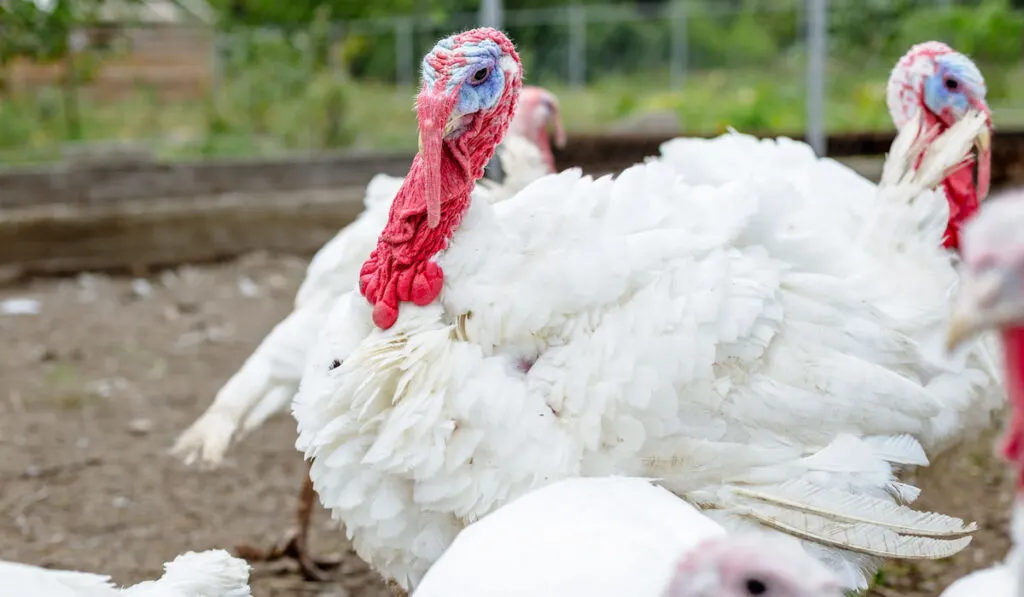 White turkeys on a farm