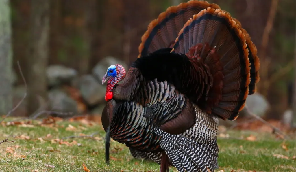 Wild Turkey with open wings in the woods