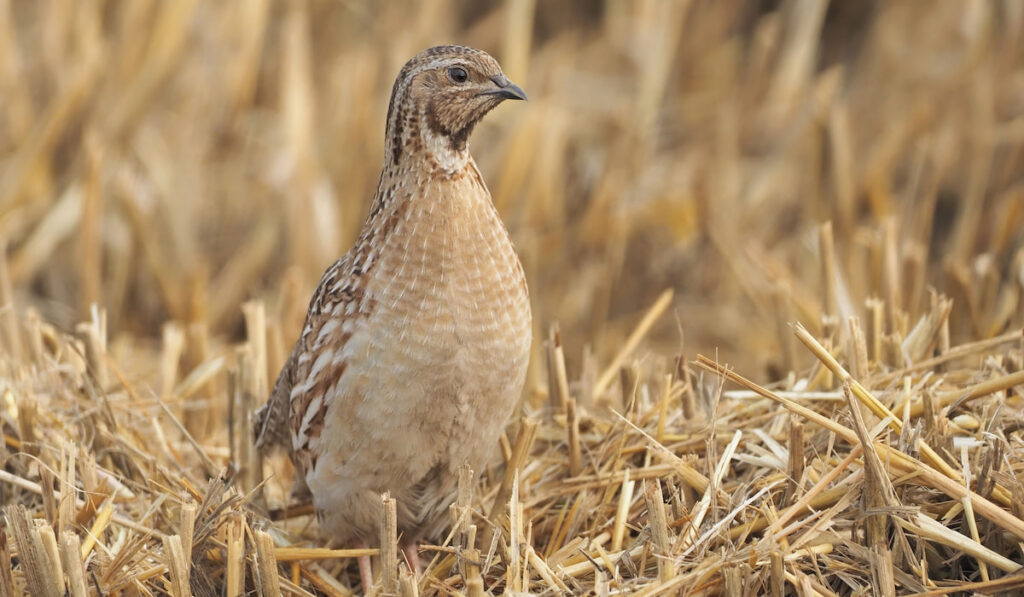 Wild common quail ( coturnix quail ) in a wheat stubble