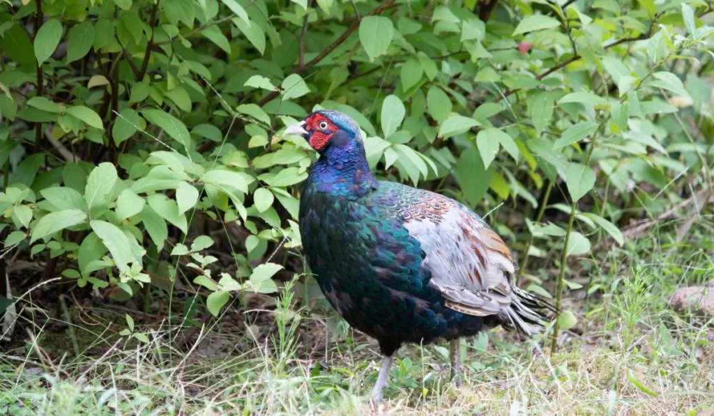 Wild male pheasant in the field