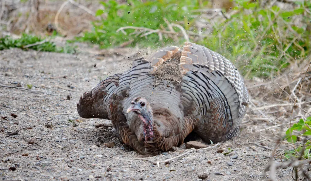 Wild turkey taking a dust bath