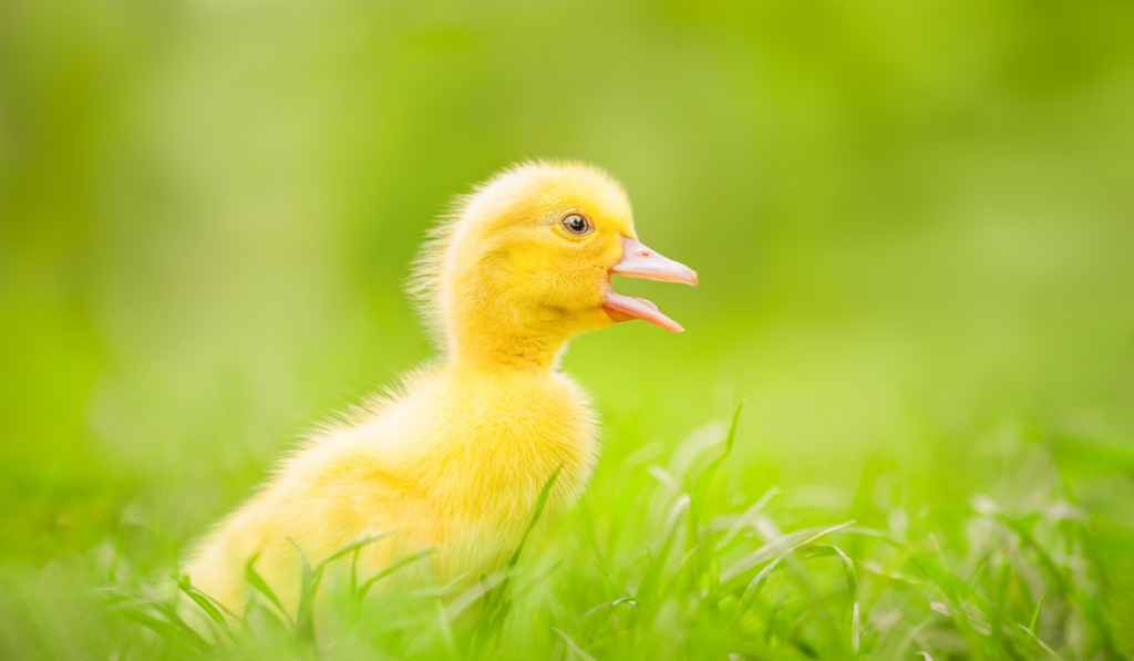 Yellow cute duckling running on green grass on sunny day. Quacking little duck. Surprise animal emotions