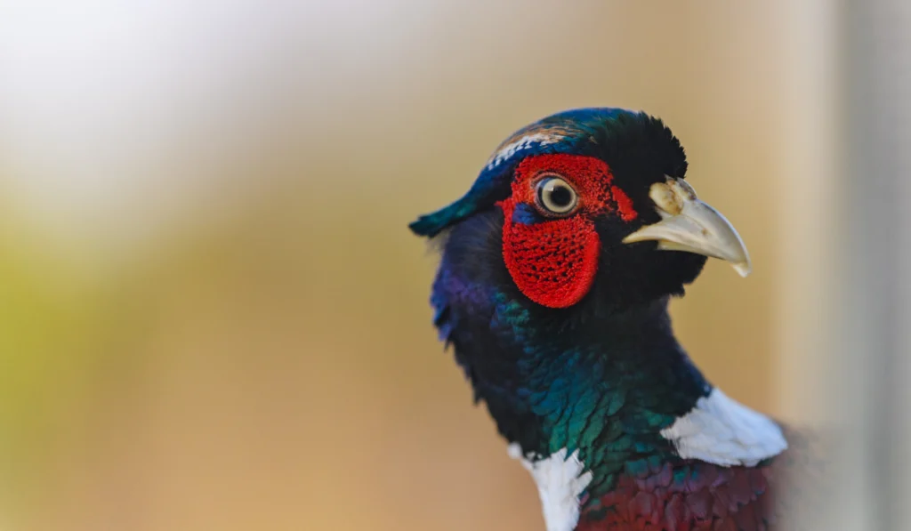 a pheasant portrait