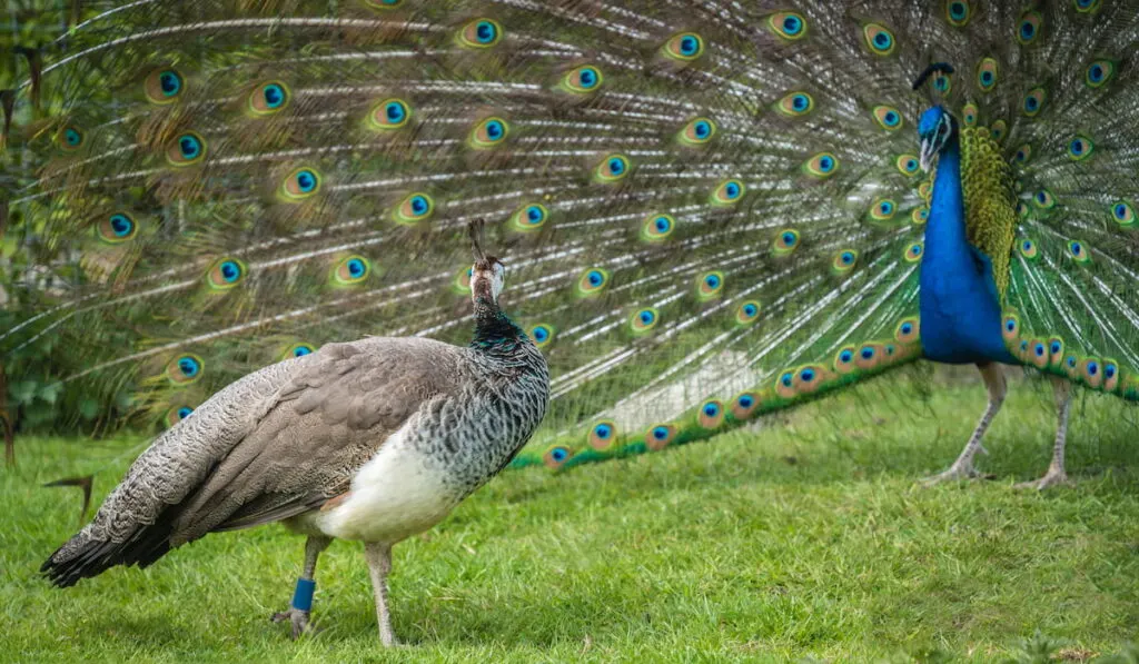 blue and green Pavo peacocks birds, one with an open blue patterned tail on the grass 