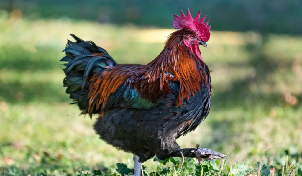 chicken in the backyard