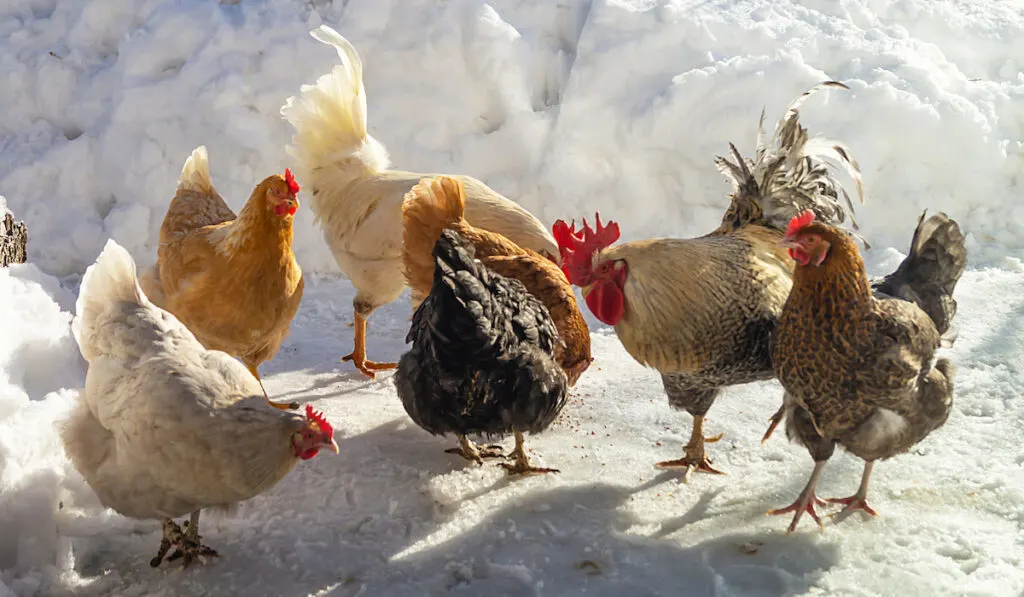 chickens looking for food in the snow